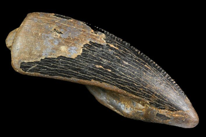 Serrated, Partial Tyrannosaur Tooth - Montana #111005